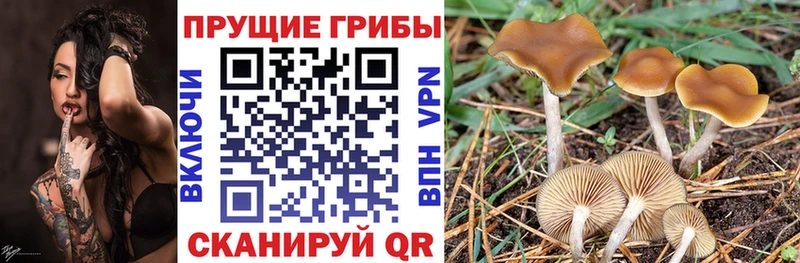 Псилоцибиновые грибы мухоморы  наркота  блэк спрут ONION  Болохово 